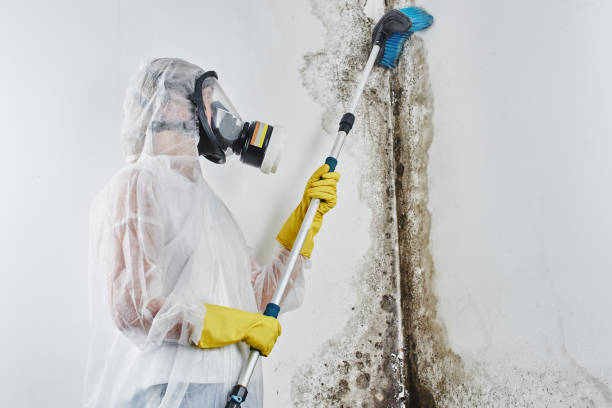 Best Mold Testing  in Round Lake Park, IL