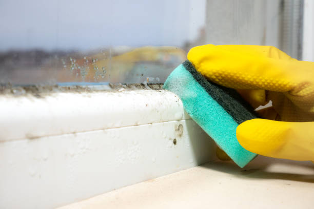 Best Mold Testing  in Round Lake Park, IL