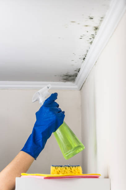 Mold Removal and Inspection in Round Lake Park, IL