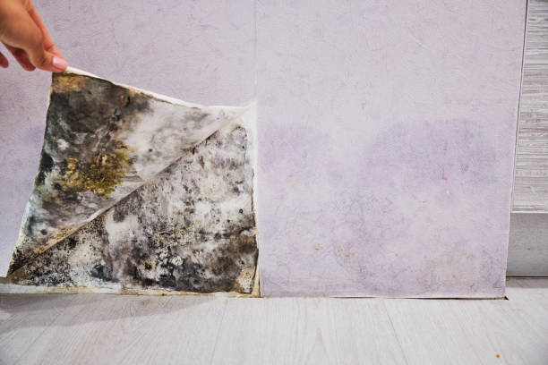 Home Mold Removal in Round Lake Park, IL